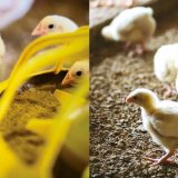 Proizvodnja živinskog mesa po EU standardima 7