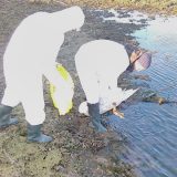 Oprez prema divljim pticama zbog virusa 8