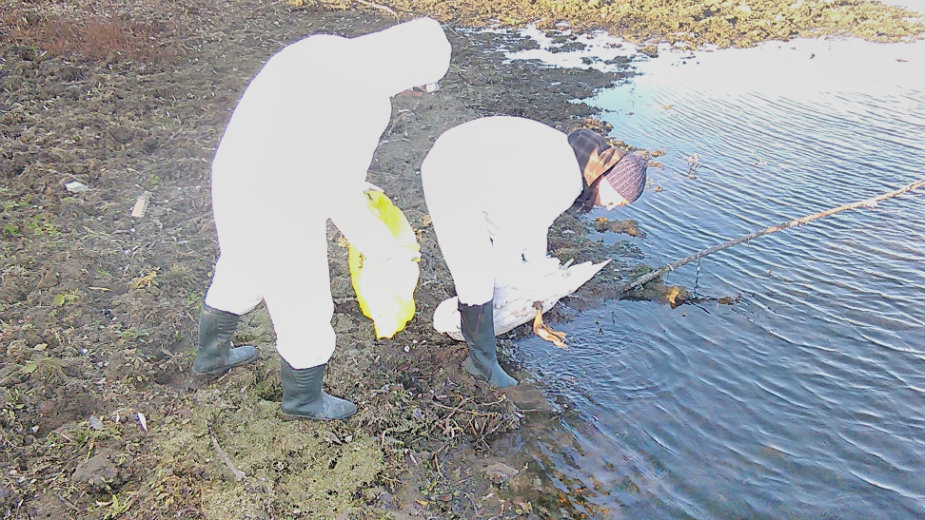 Oprez prema divljim pticama zbog virusa 1