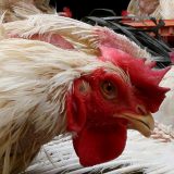 Ptičji grip u Kovilju, nema opasnosti po ljude 11