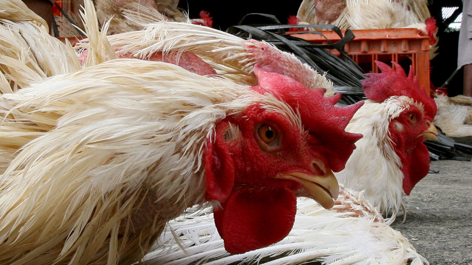 Ptičji grip u Kovilju, nema opasnosti po ljude 1