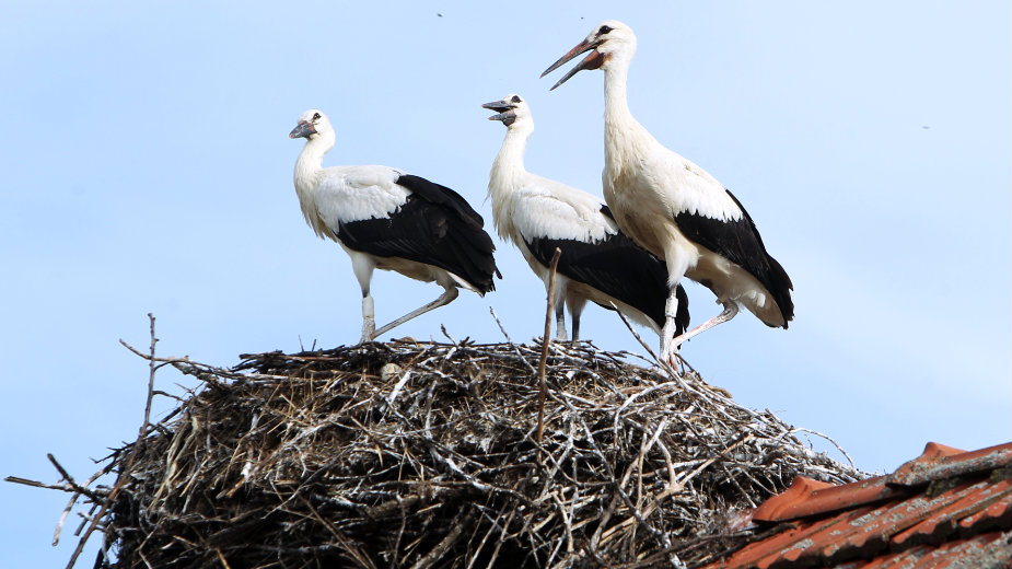 Ne uznemiravati rode 1