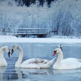 Nema opasnosti od ptičjeg gripa 10