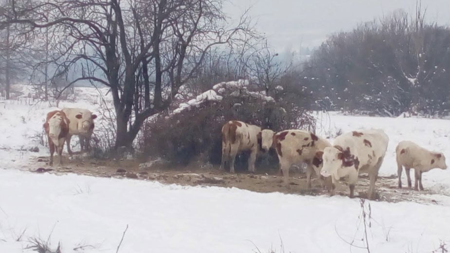 Virus gripa i neprohodni putevi najveći problem 1