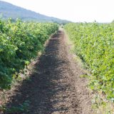 Ciglana Stražilovo: Zagađenost vazduha ne prelazi dozvoljene vrednosti, vinogradi nisu ugroženi 4