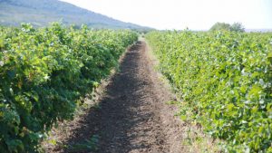 Kako klimatske promene utiču na vinogradarstvo u Srbiji 4