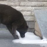 Nehuman gest pojedinih Užičana 11