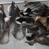 Krivilov na Belom Bagremu 3