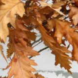 Paljenje badnjaka prvi put na Кalemegdanu 3