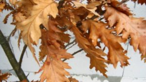 Novosadski odred Žandarmerije pod rotacijama po badnjak (VIDEO) 1