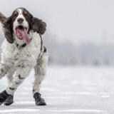 Psi najviše vole da slušaju rege i soft rok 1