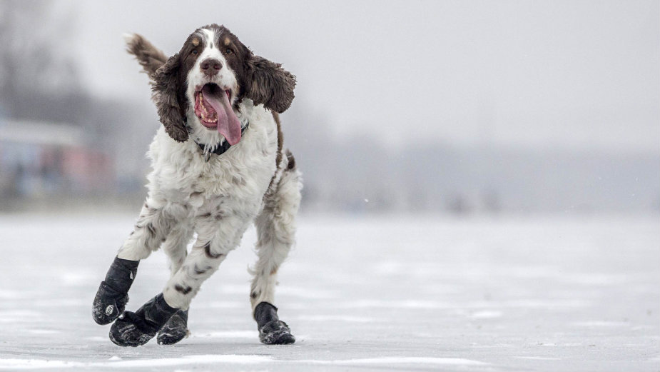 Psi najviše vole da slušaju rege i soft rok 1