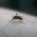 SZO: Zbog korona virusa broj umrlih od malarije bi mogao da se udvostruči 10