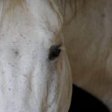 Za vikend planirane osme šabačke konjičke svečanosti 4