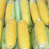 Migranti se krili u tovaru kukuruza 15