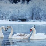 Ministarstvo potvrdilo ptičji grip 1