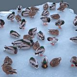 Spasavati i hraniti ptice 4