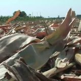 Postrojenje na biomasu donosi rekord 5