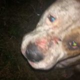 Krivične prijave zbog zlostavljanja psa 15