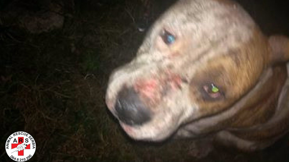 Krivične prijave zbog zlostavljanja psa 1