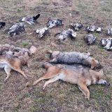 Stavljali otrov u mrtve ovce 2