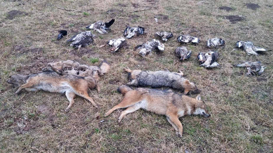 Stavljali otrov u mrtve ovce 1