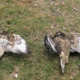 Građanin prijavio lovni zločin 6