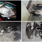 Kažnjen lovac, funkcioneri izbegli odgovornost 14