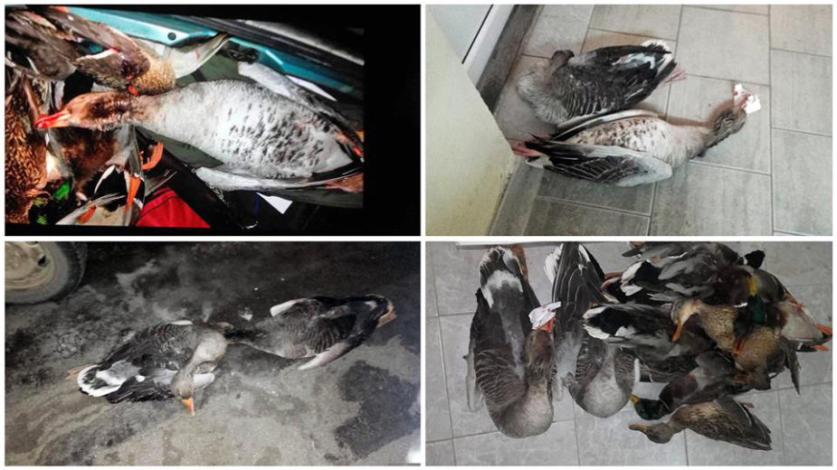 Kažnjen lovac, funkcioneri izbegli odgovornost 1