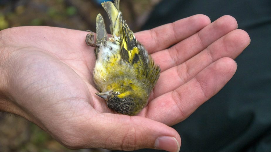 Divlje ptice pevačice na tezgama 2