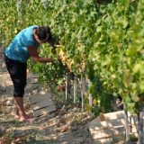 Zašto tamjanika ne može da parira malvaziji 10