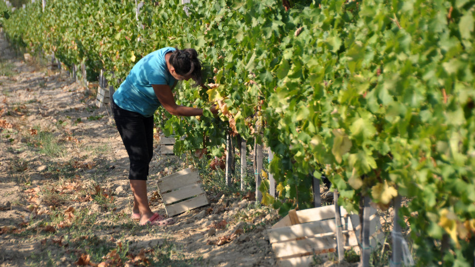 Zašto tamjanika ne može da parira malvaziji 1 Zašto tamjanika ne može da parira malvaziji 1
