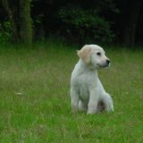 Nagrada za cinkarenje vlasnika pasa 8