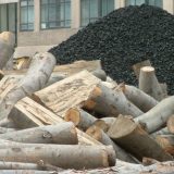 Zelena stranka traži dokaze da su stručnjaci utvrdili da postoje razlozi za seču stabala u Aleksincu 8