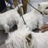 Još tri zone za kućne ljubimce 10