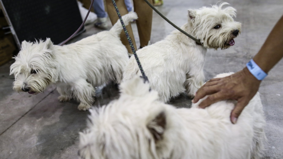 Još tri zone za kućne ljubimce 1