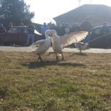 Svetsko prvenstvo u nadmetanju gusana 2