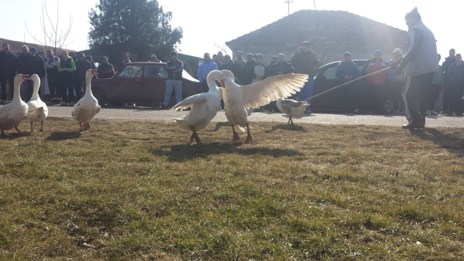 Svetsko prvenstvo u nadmetanju gusana 1 Svetsko prvenstvo u nadmetanju gusana 1