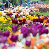 Najveći uvoznik cveća u EU je Nemačka 1