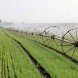 Kad od viška glava boli 5