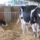 Državni dinar opterećuju posrednici 6