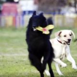 Pet friendly: Nagrade za prijatelje životinja (VIDEO) 3