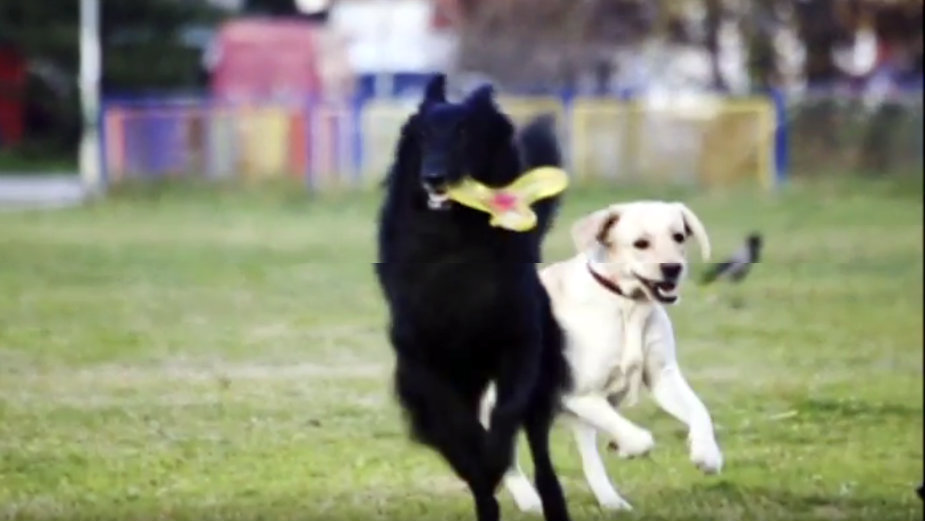 Pet friendly: Nagrade za prijatelje životinja (VIDEO) 1