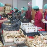 Mala i srednja preduzeća okreću se veštačkoj inteligenciji, geopolitički rizici sve veći 5