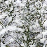 Golomrazica nije prijala usevima 7