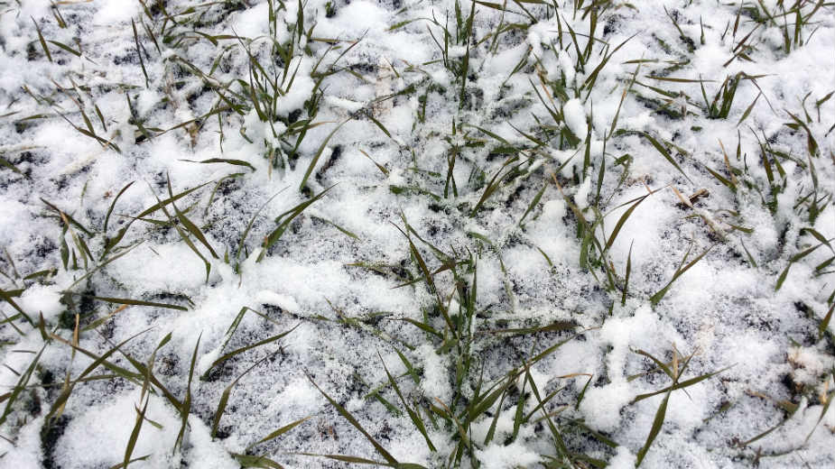 Golomrazica nije prijala usevima 1