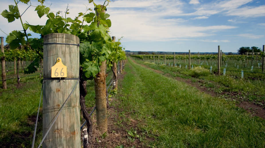 Sveti Valentin i Sveti Trifun obeležavaju se istog dana 2