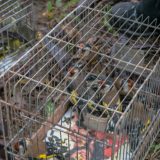 Divlje ptice pevačice na tezgama 2