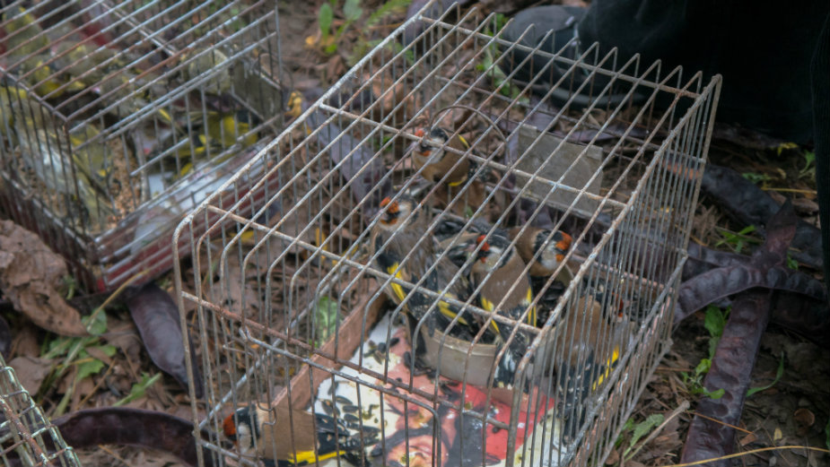 Divlje ptice pevačice na tezgama 1