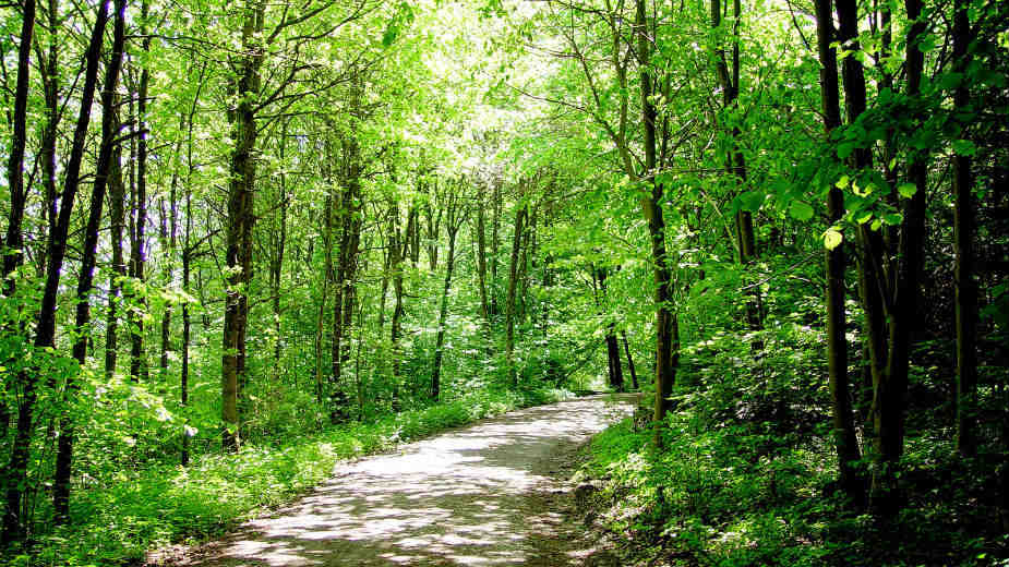 U Lipovici održana akcija Šuma za stradale u NATO agresiji 1